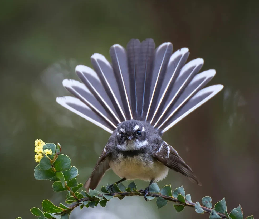 A New Zealand fantail, the pīwakawaka, with its tail fanned out